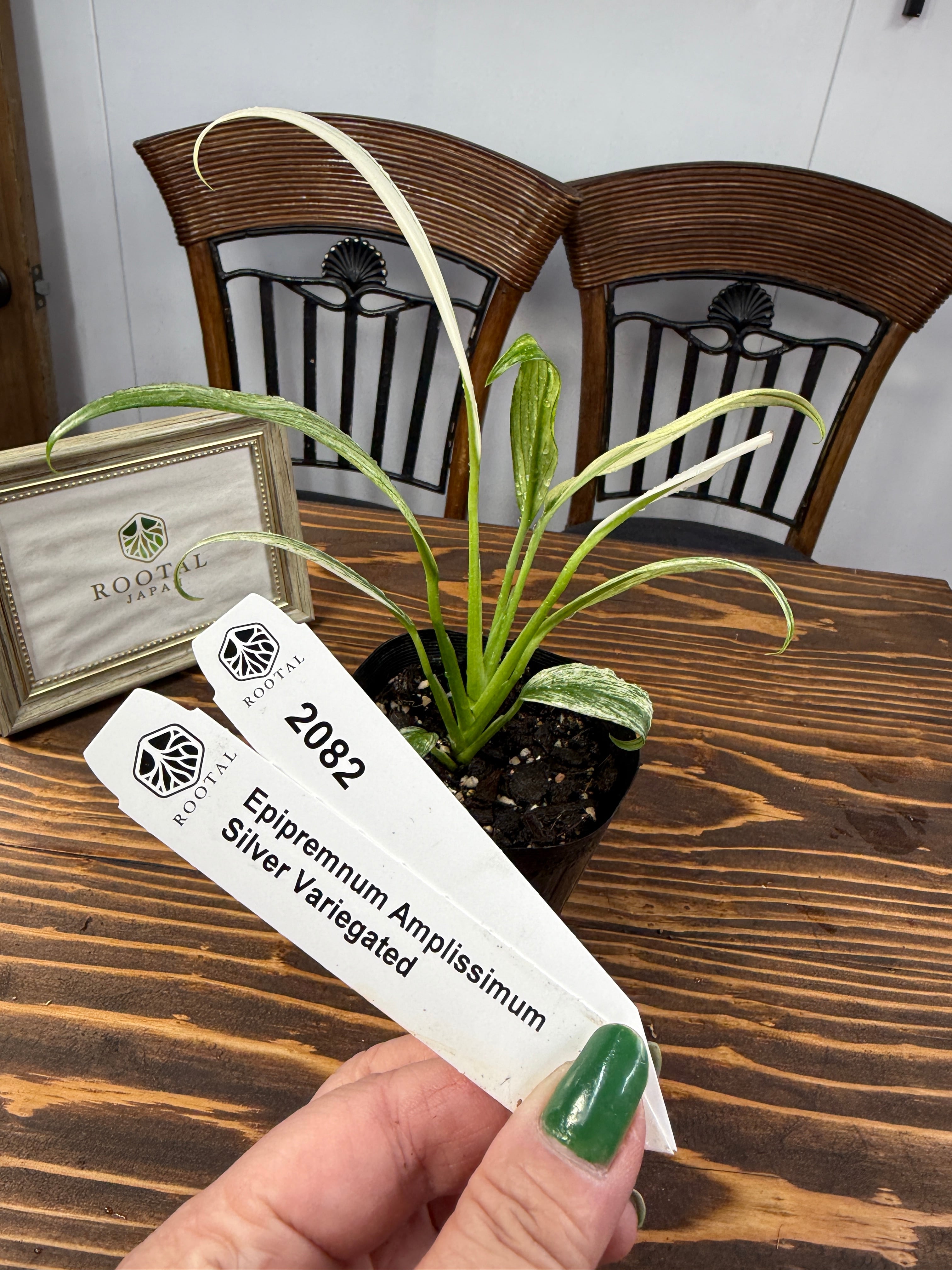 斑入り | ROOTALPLANTS