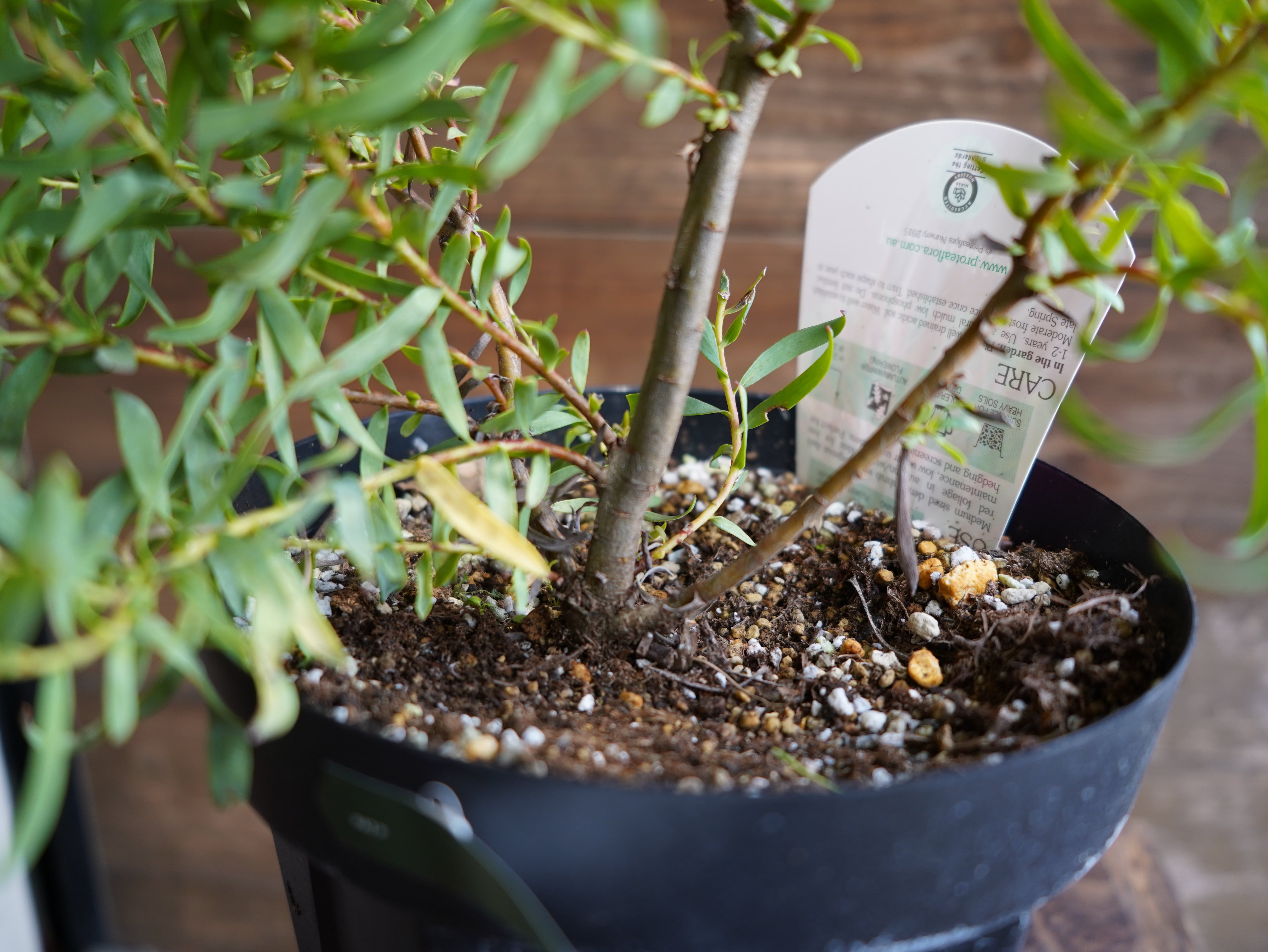 【現物】リューカデンドロン　”Gypsy Red”　６号