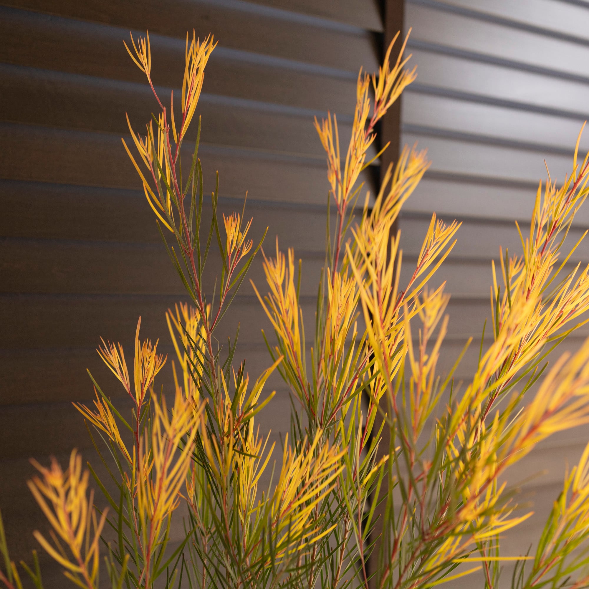 【現品】アカシア・フロリバンダフェニックスゴールド　13号鉢　JS番 アカシア フェニックスゴールド フロリバンダ 約40-60cm 観葉植物 植木