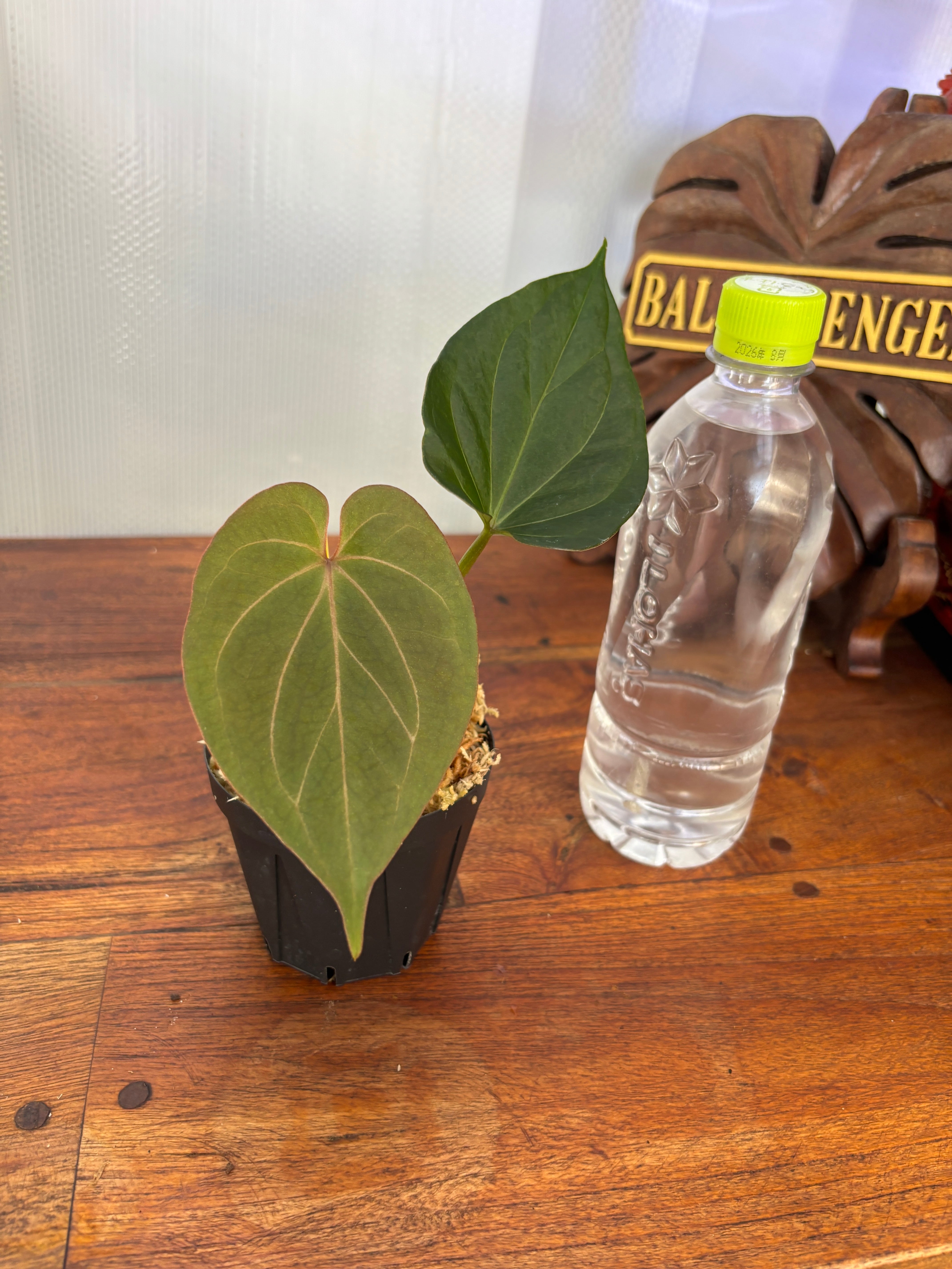 Anthurium | BALI-AN 園芸