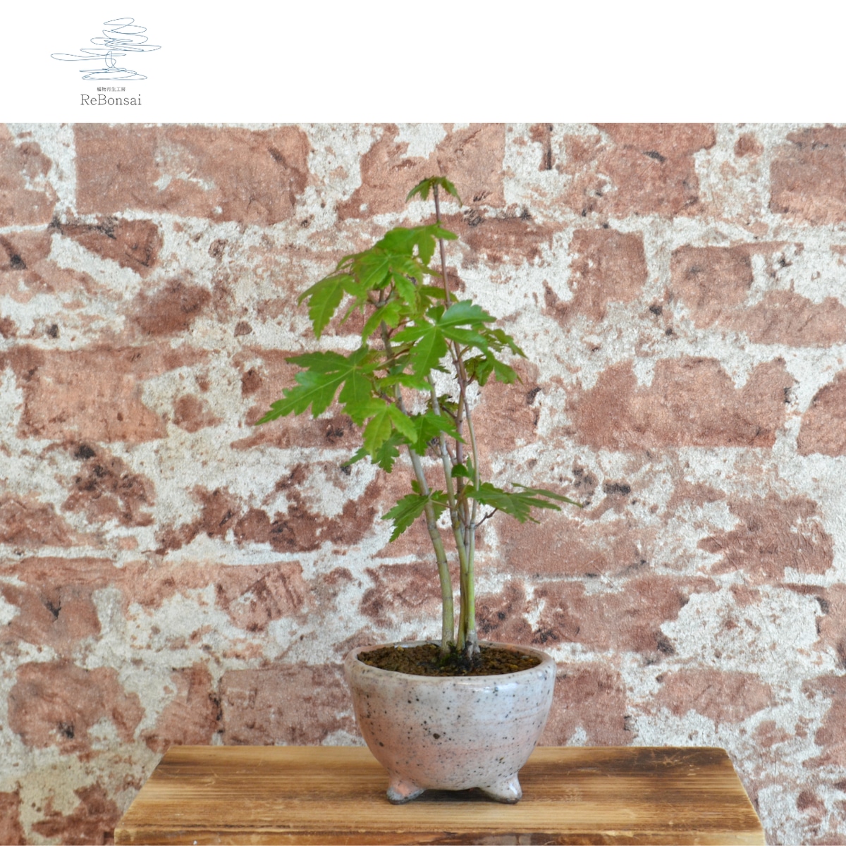 盆栽　山もみじ　寄せ植え インテリア盆栽「山もみじ 寄せ植え」 | 植物再生工房ReBonsai