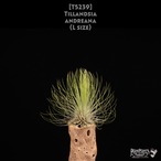 【送料無料】andreana L〔エアプランツ〕現品発送T5239