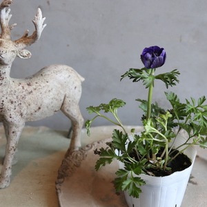 アネモネオーロラ　ムラサキ　春のお花　球根　可愛い　女性人気