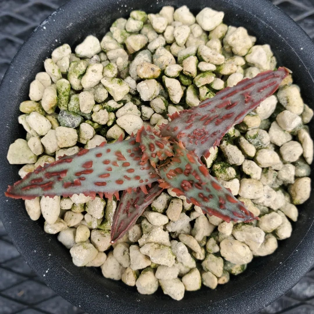 F00574_Aloe 'Glorious Dragon'（TCT）：アロエ・グロリアスドラゴン