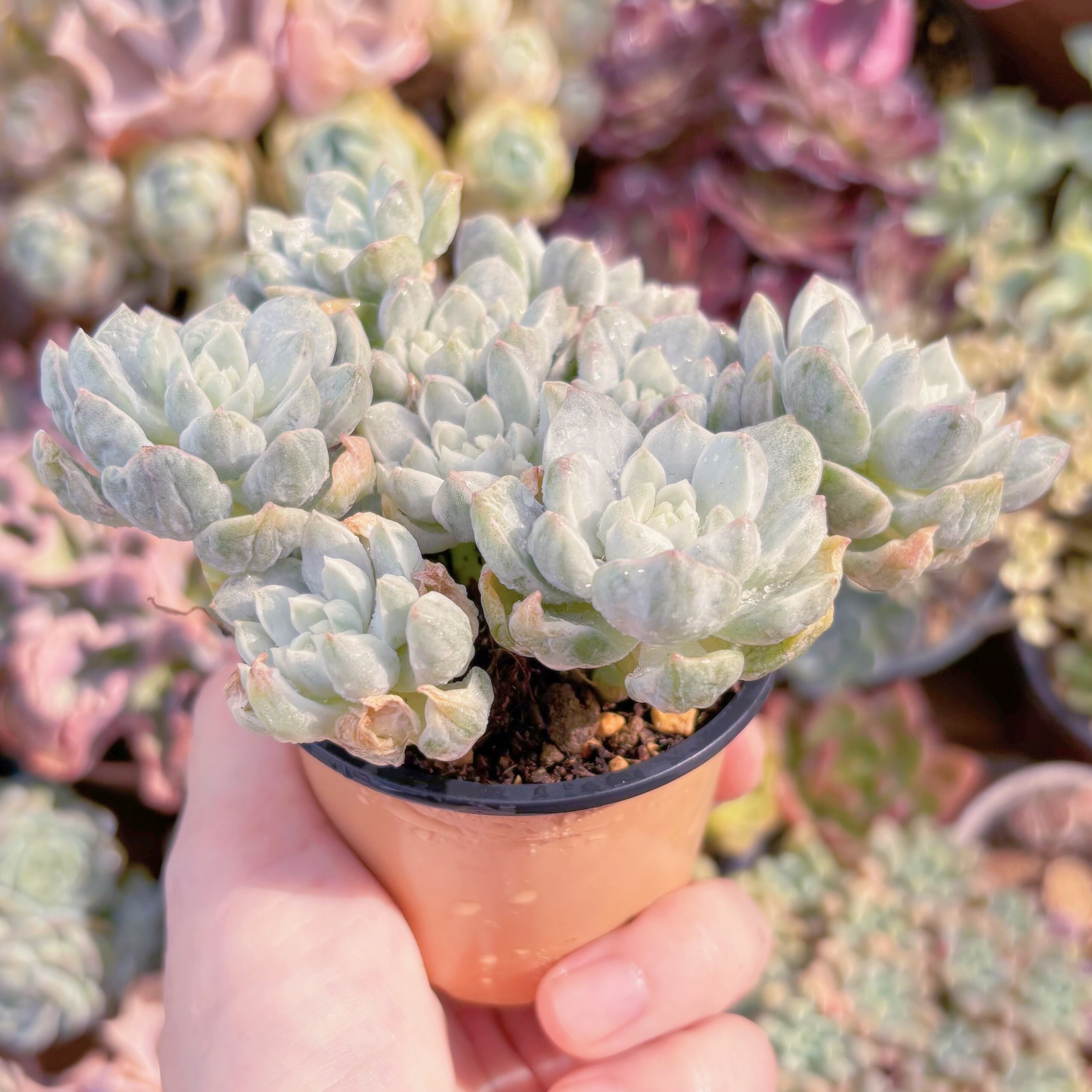多肉植物 バニラビス錦(石化) 新入荷 るる農園 | るる農園~多肉植物専門