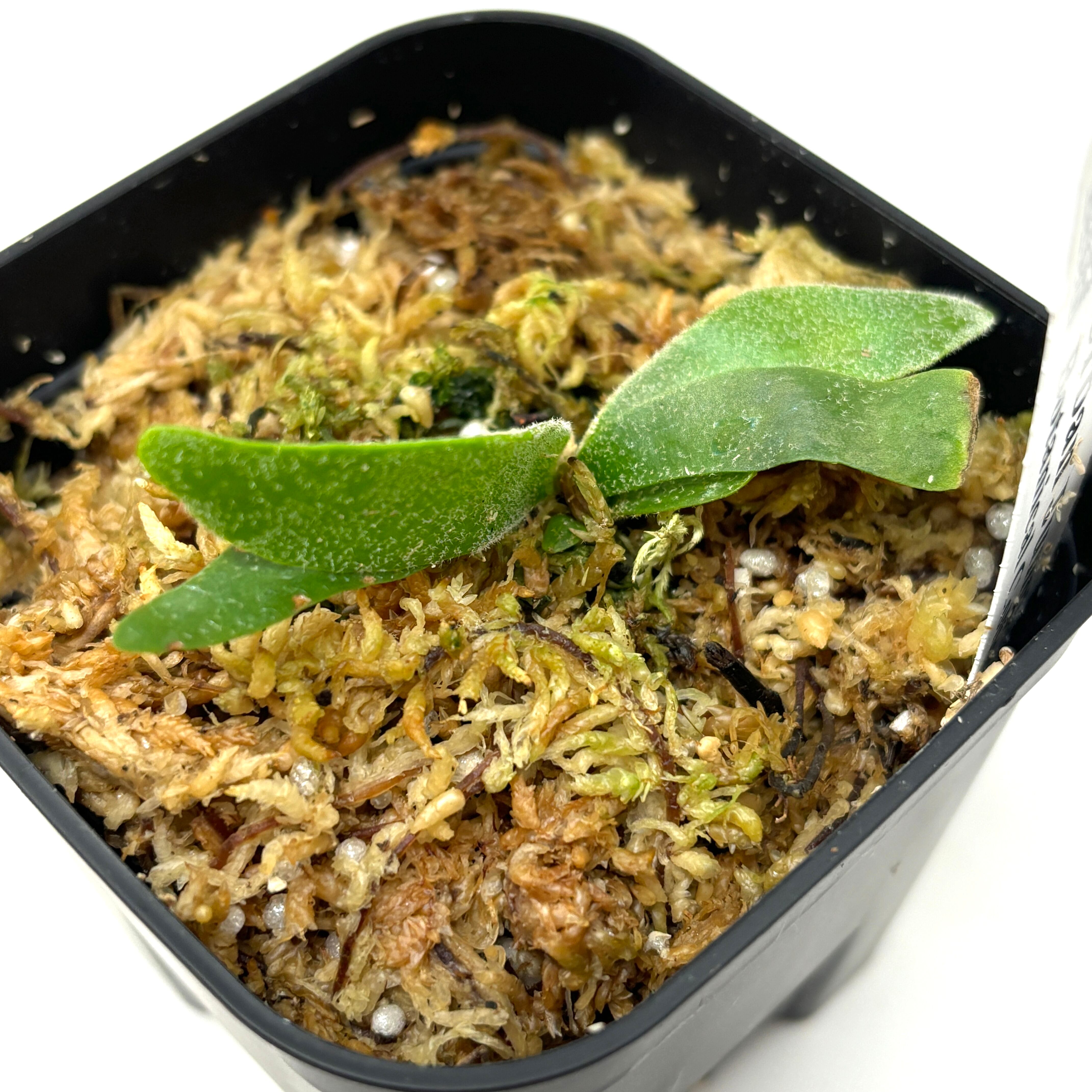 ビカクシダ バクテリア P. willinckii 'Bacteria' spore【321