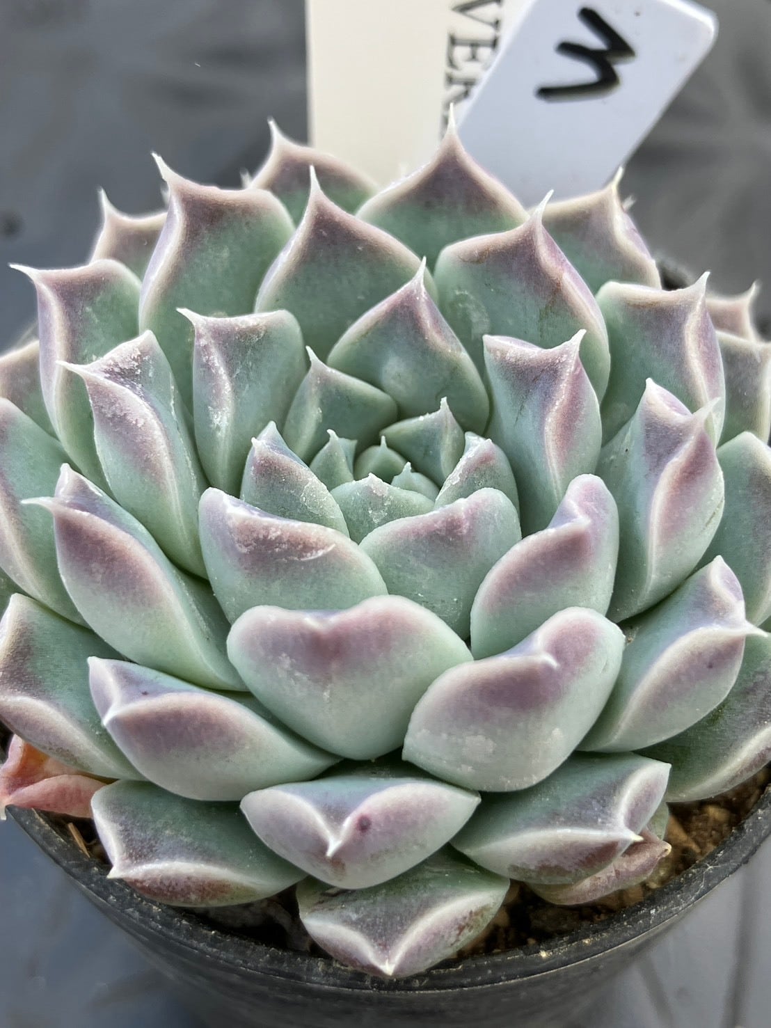 現物商品】ECHEVERIA lilacina,Rayones 原種 実生苗 | 多肉植物研究所