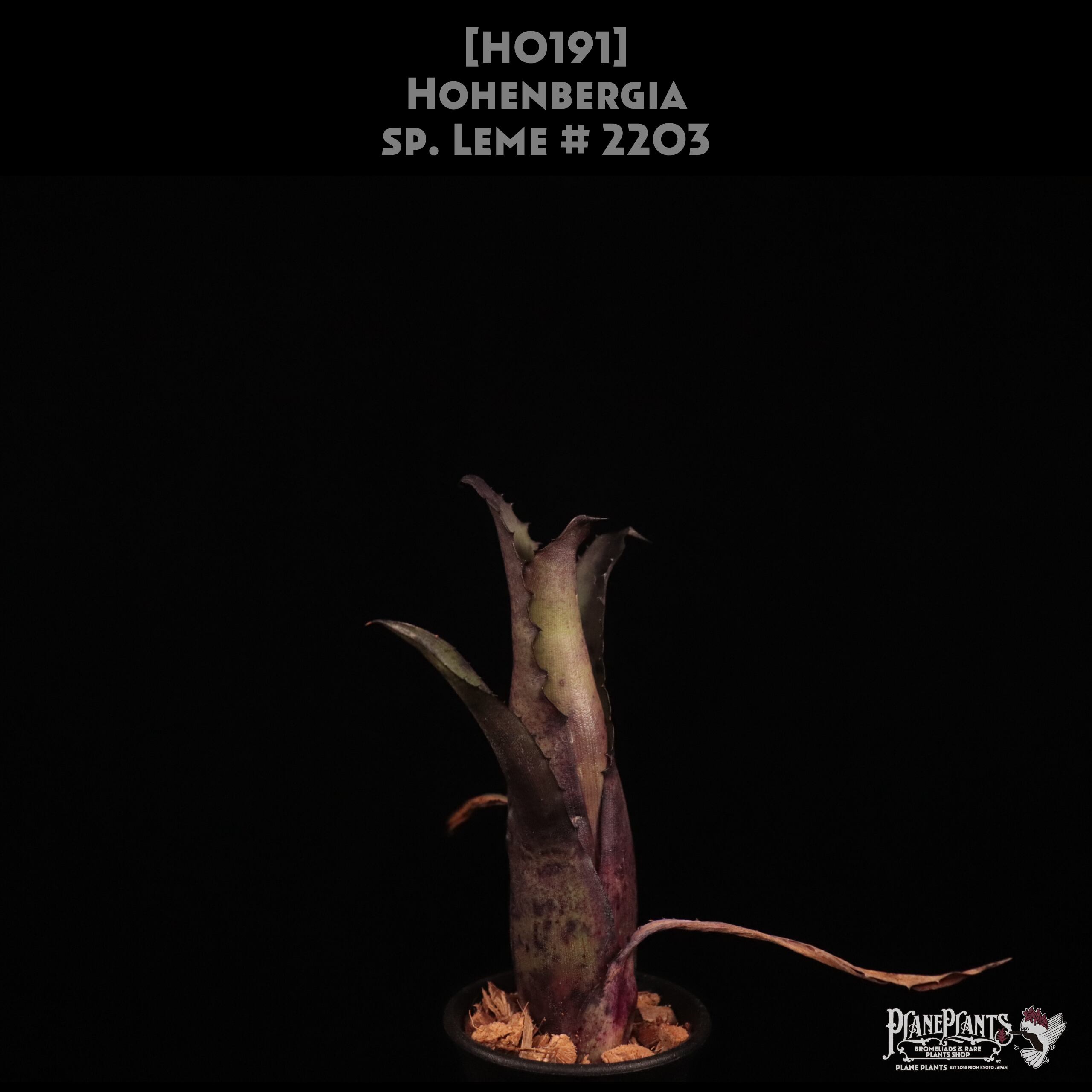 送料無料】Hohenbergia pennae〔ホヘンベルギア〕現品発送H0065