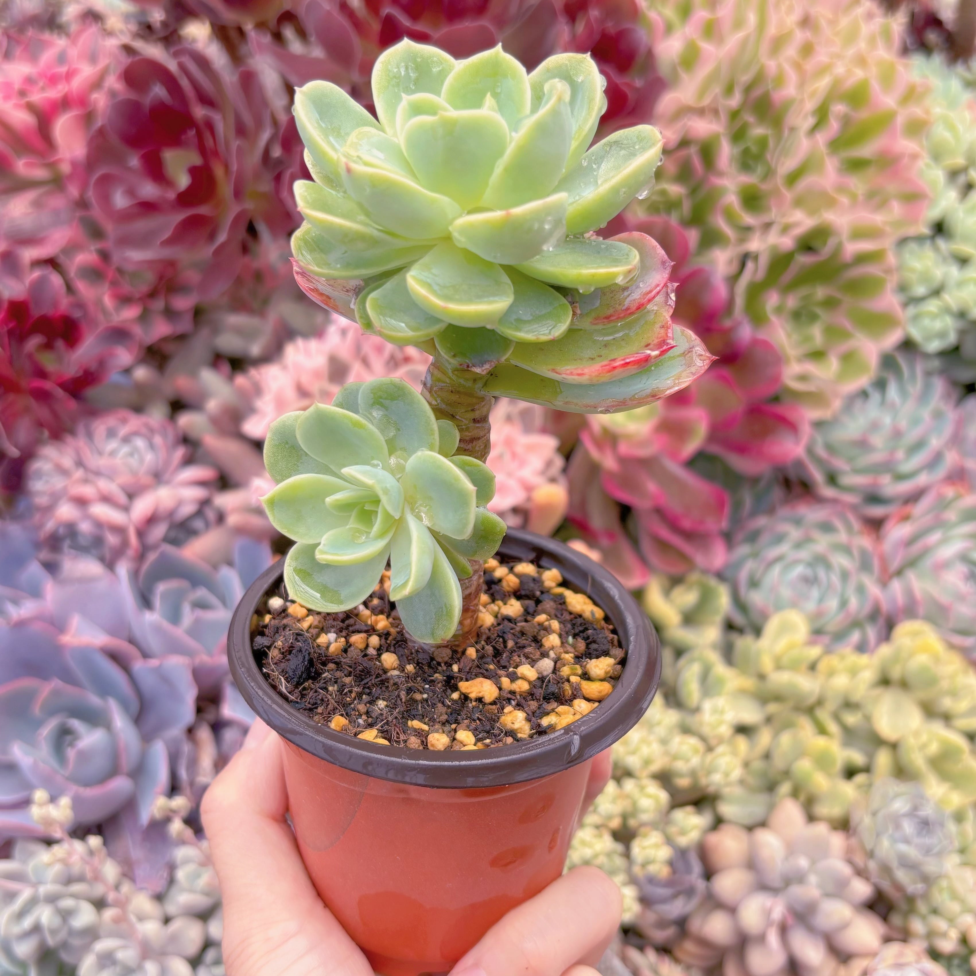 現品　メロン#1132　るる農園