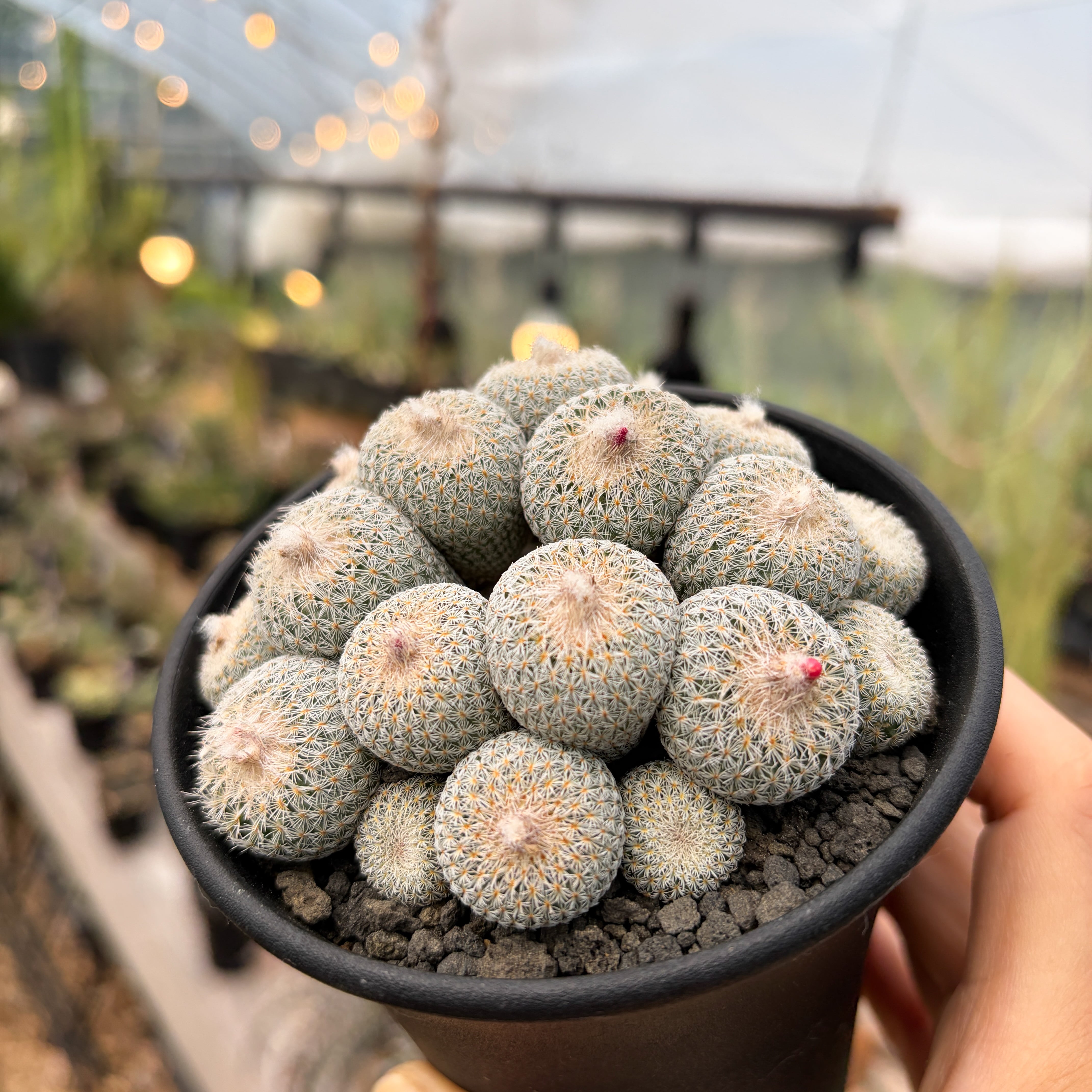 サボテン Epithelantha micromeris【エピテランサ・月世界】 | RIMO'S GREEN