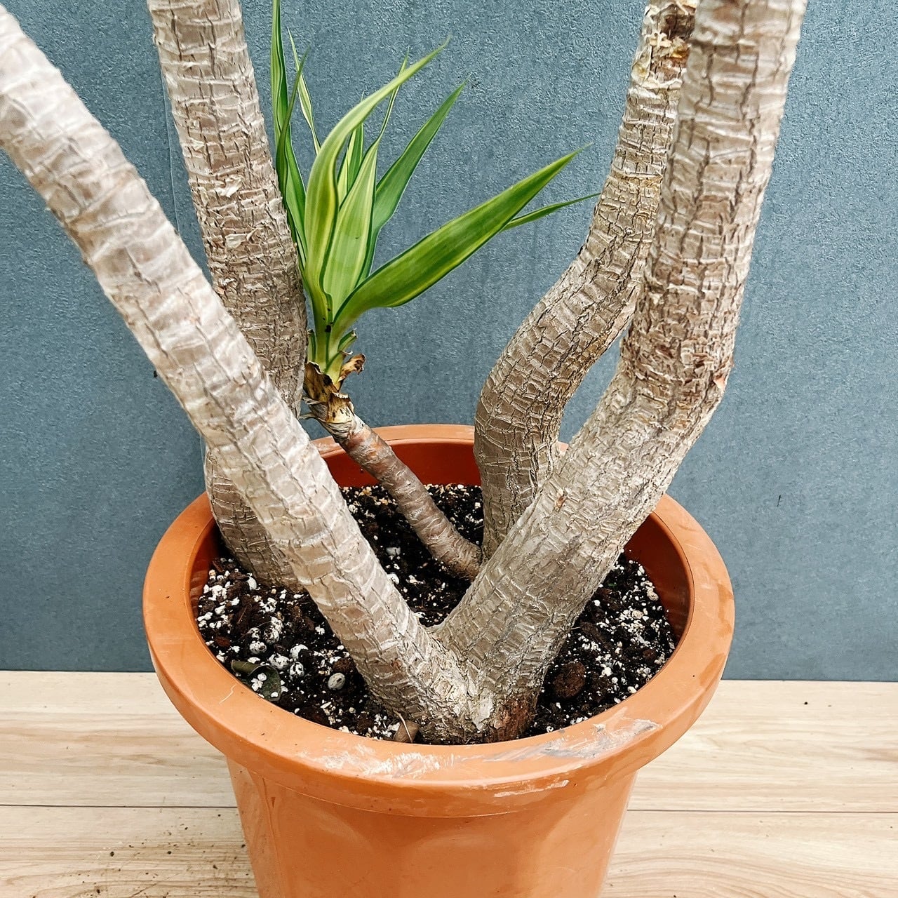 現品］1番 ユッカ エレファンティペス 斑入り 10号 観葉植物 室内 大型