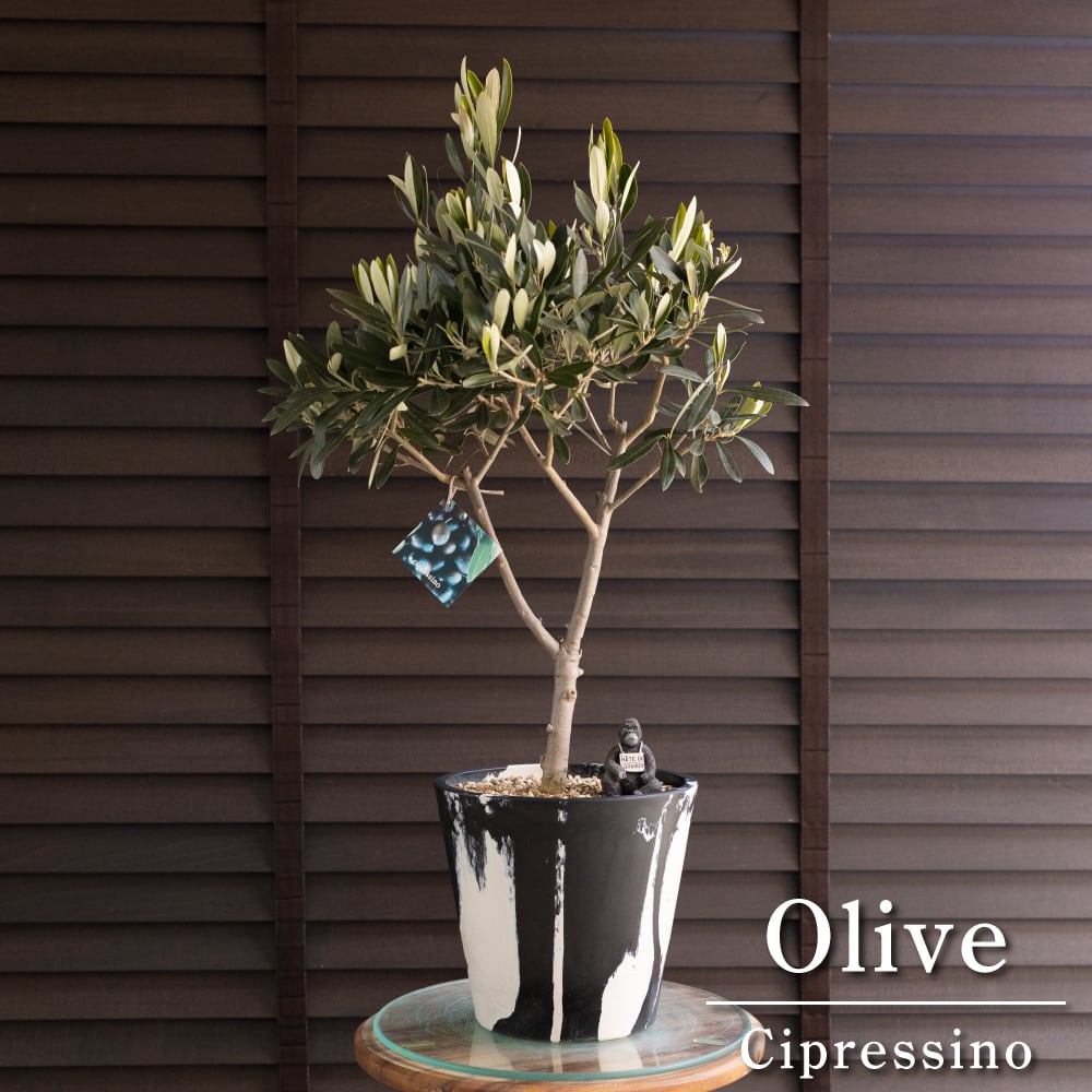 創樹 Olive オリーブの木 マーブル樹脂ポット SOUJU Cipressino シプレッシーノ オリーブ 盆栽 0207BW
