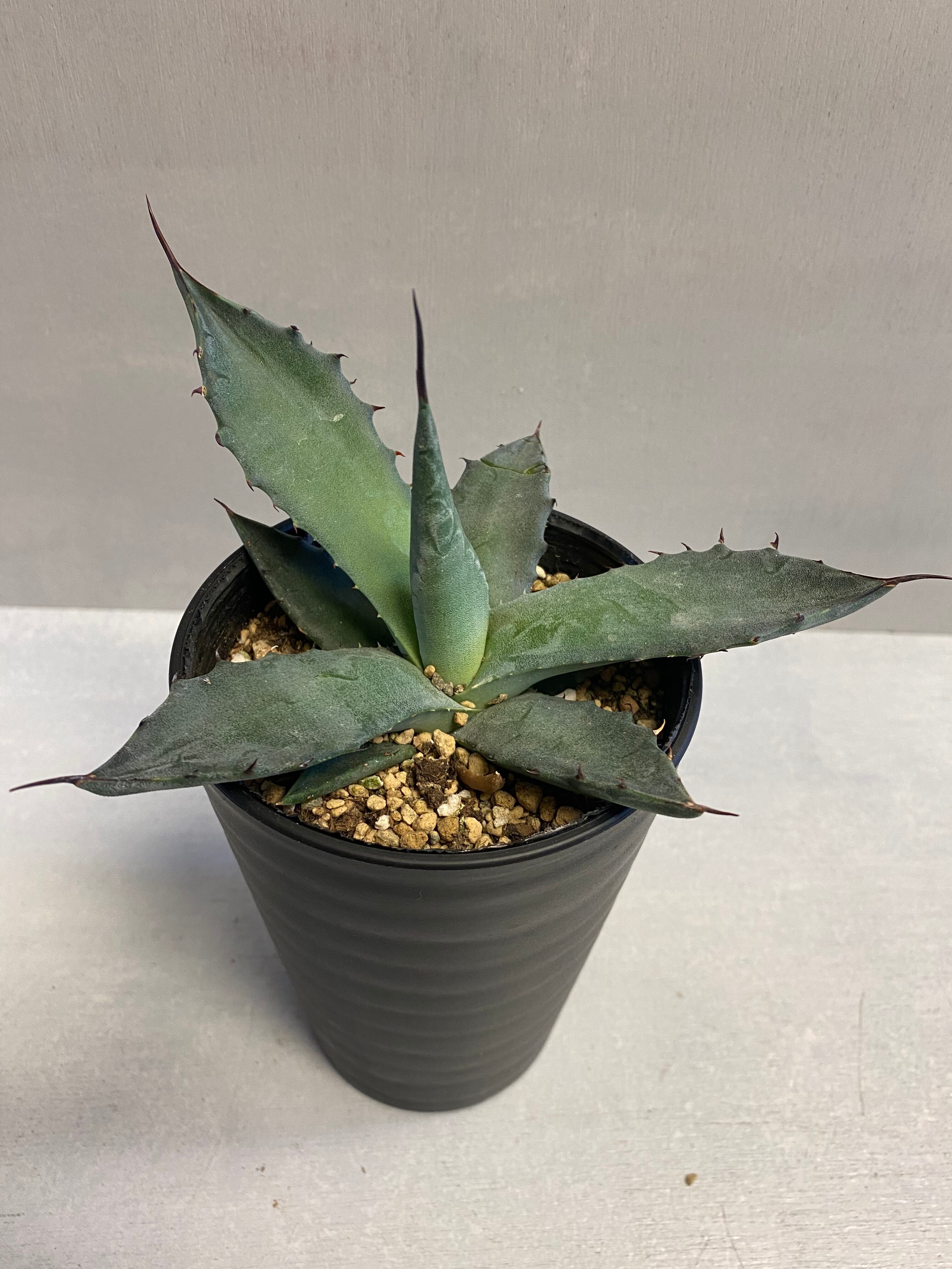 豪華で新しい アガベ サルミアナ フェロックス アメリカ輸入株 植物 観葉植物 Www Spitalulsfconstantin Ro