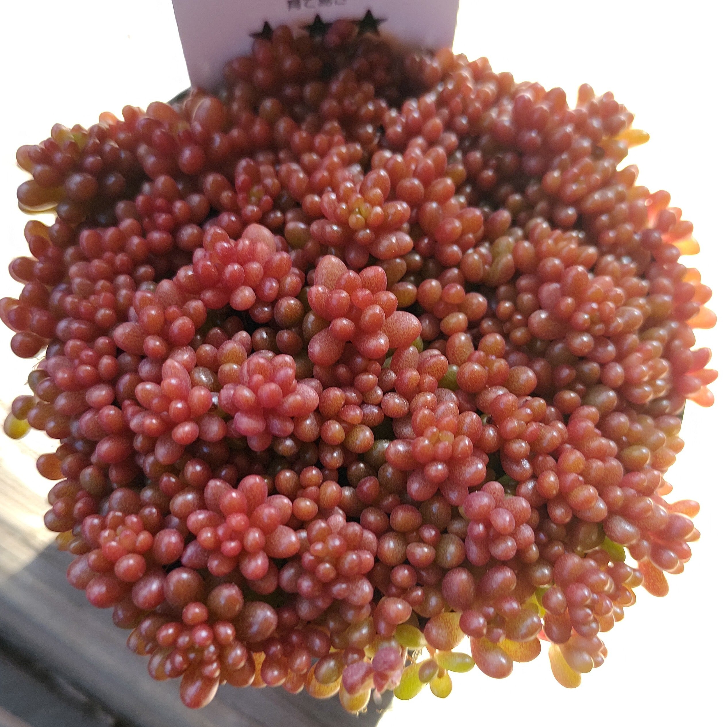 月下美人錦 | RuPo 多肉植物専門店