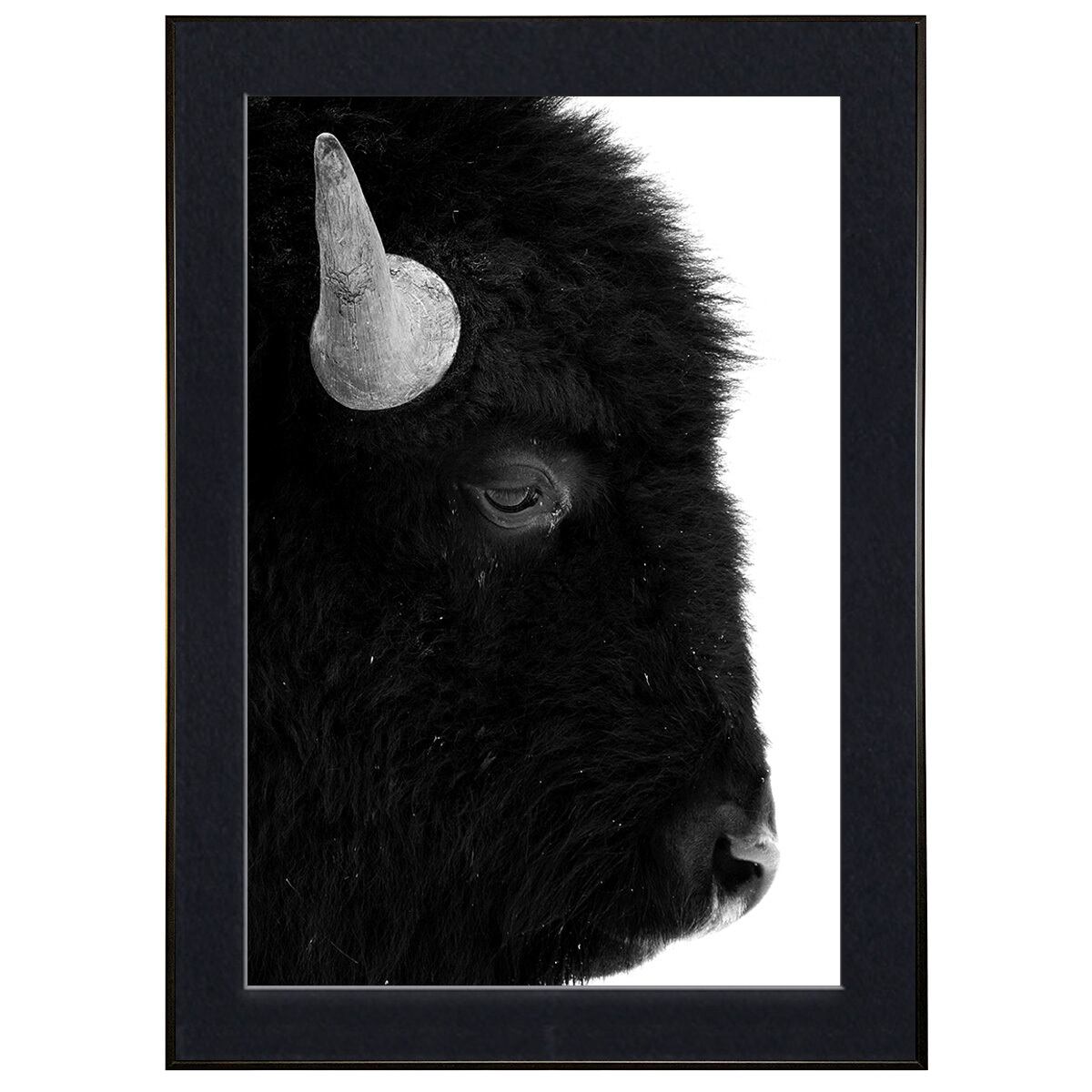 動物写真 牛(バイソン) インテリア モノクロアートポスター額装 AS3844