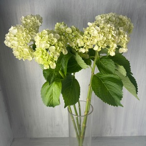 【お宝商品　即出荷】 ミニアジサイ　5本
