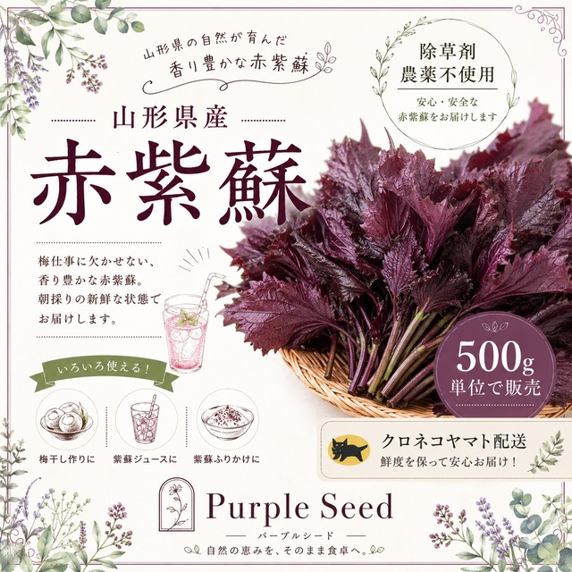 幻の谷沢梅 追熟梅1キロ 山形県産 産地直送 農薬不使用 | Purple seed