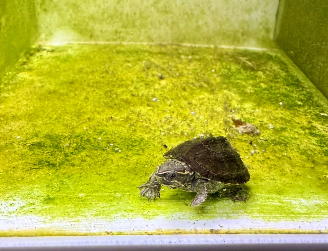 ミシシッピニオイガメ - 6