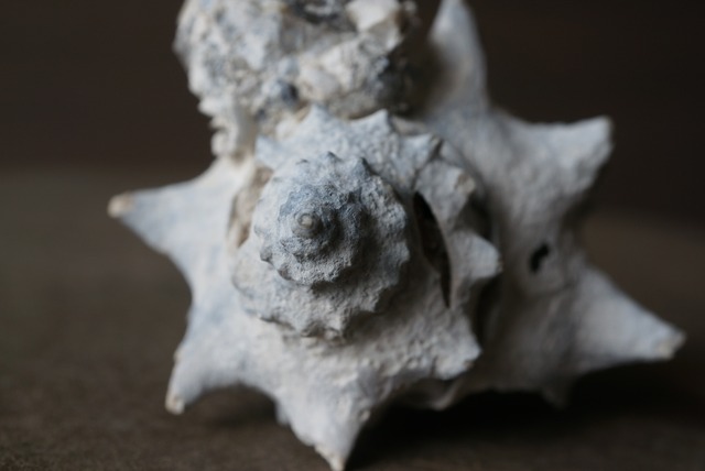 フロリダ州産 巻貝化石 Busycon echinatum 1595