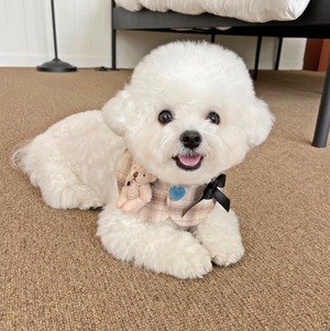 即納【hugmemore】dori cape brown