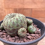 Sulcorebutia rauschii【スルコレブチア・ラウシー】
