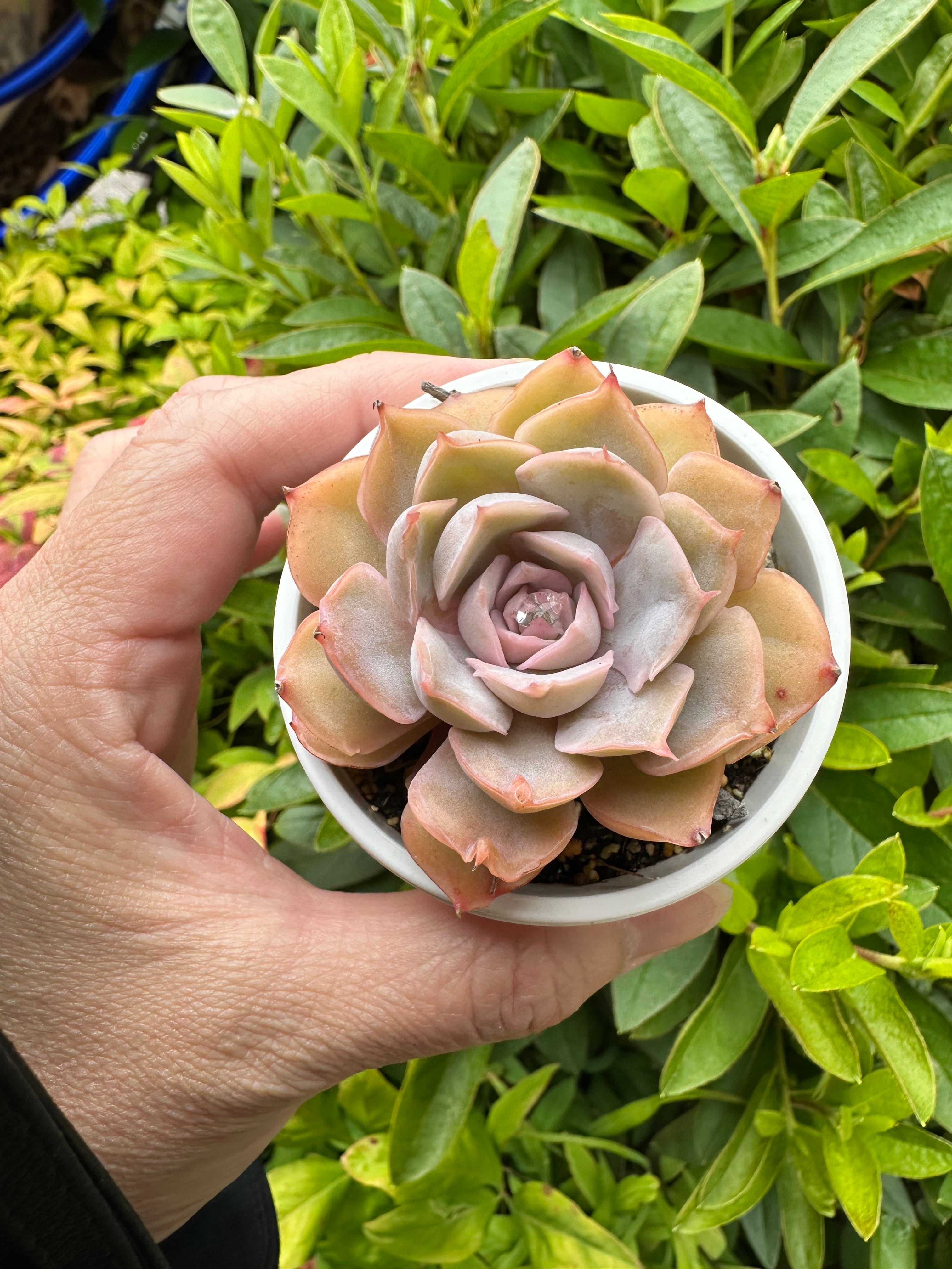 多肉植物 アエオニウム 孔雀白錦 美苗 #孔3 | PAY ID