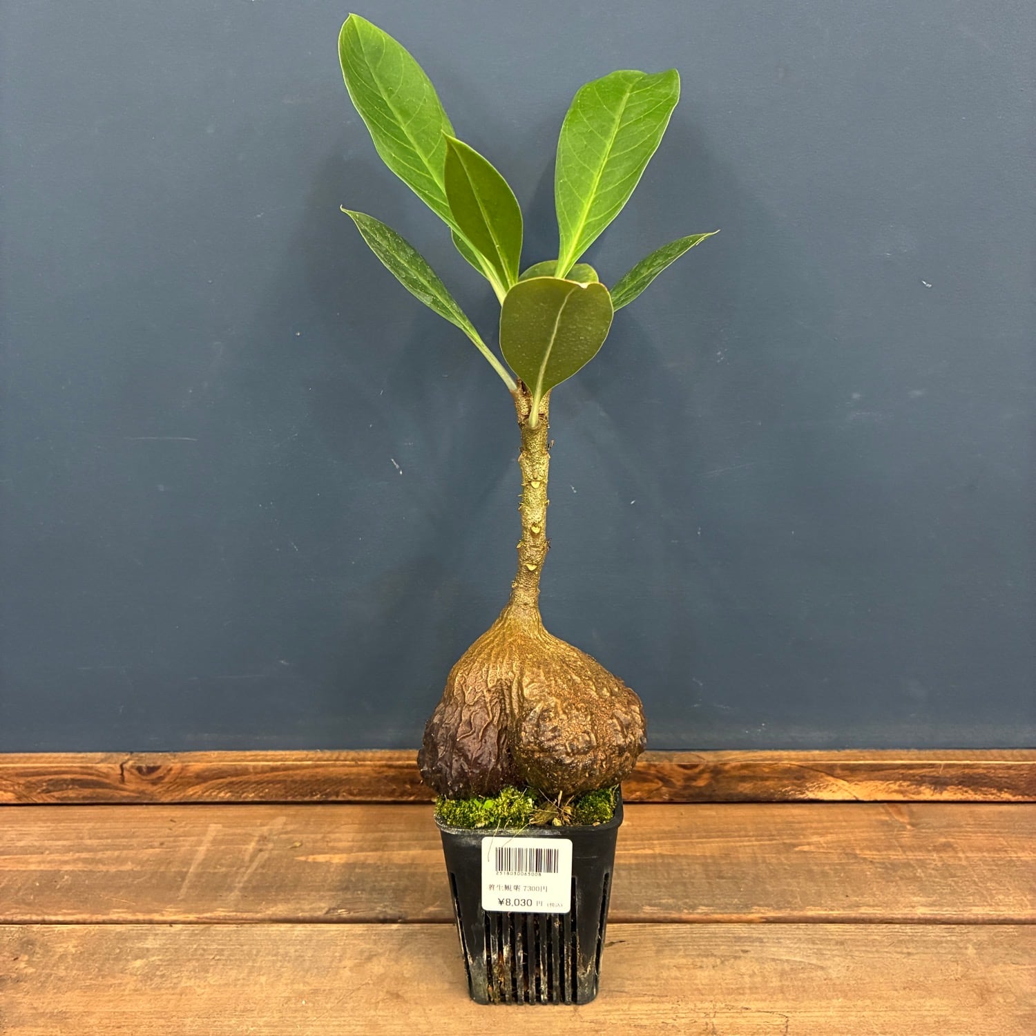 PROTOLEAF プロトリーフ