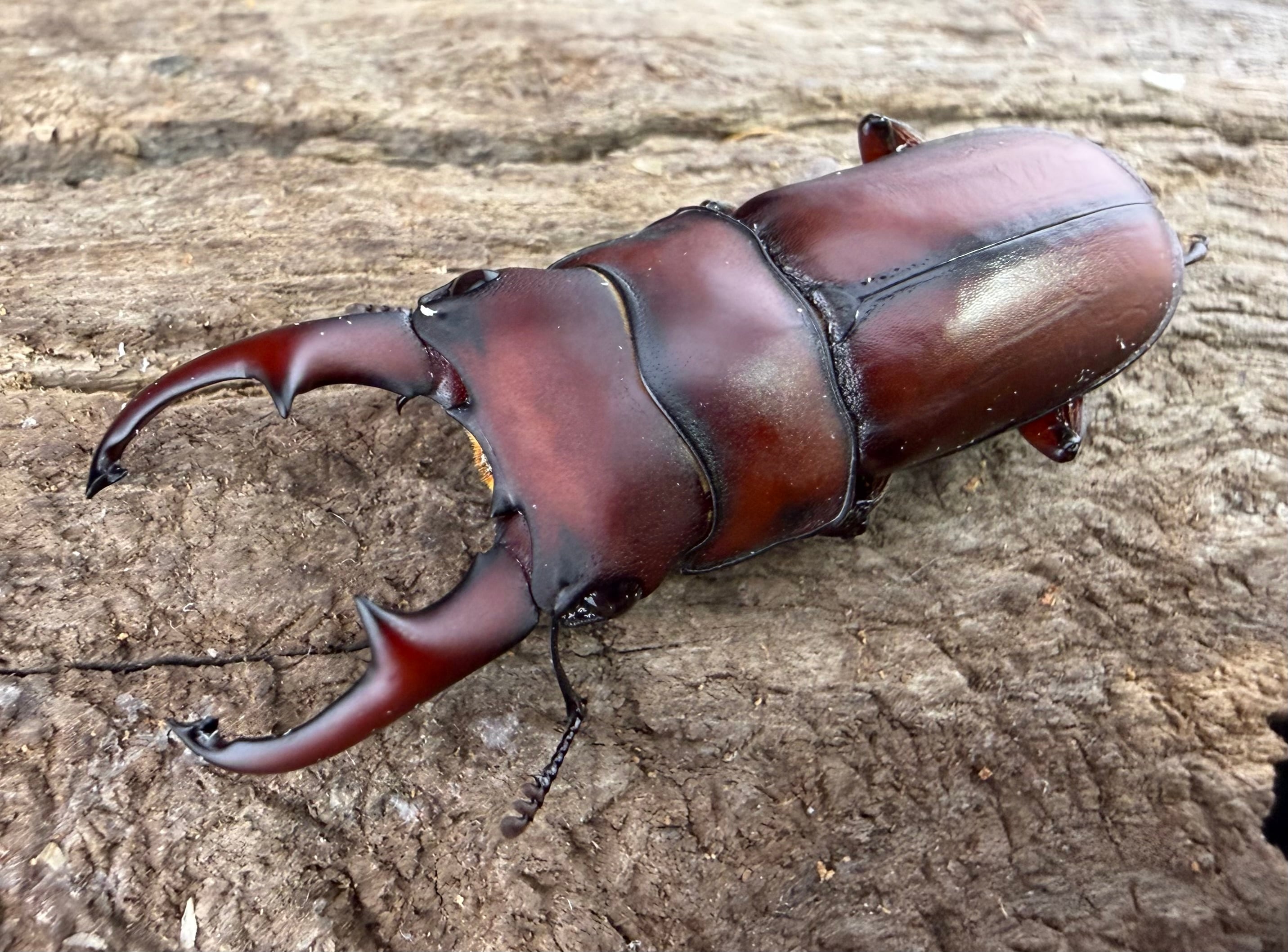 カブクワブリーダー アキソプシスコクワガタ 32.5mm ペア》ブリーダー様委託個体 | KPW公式