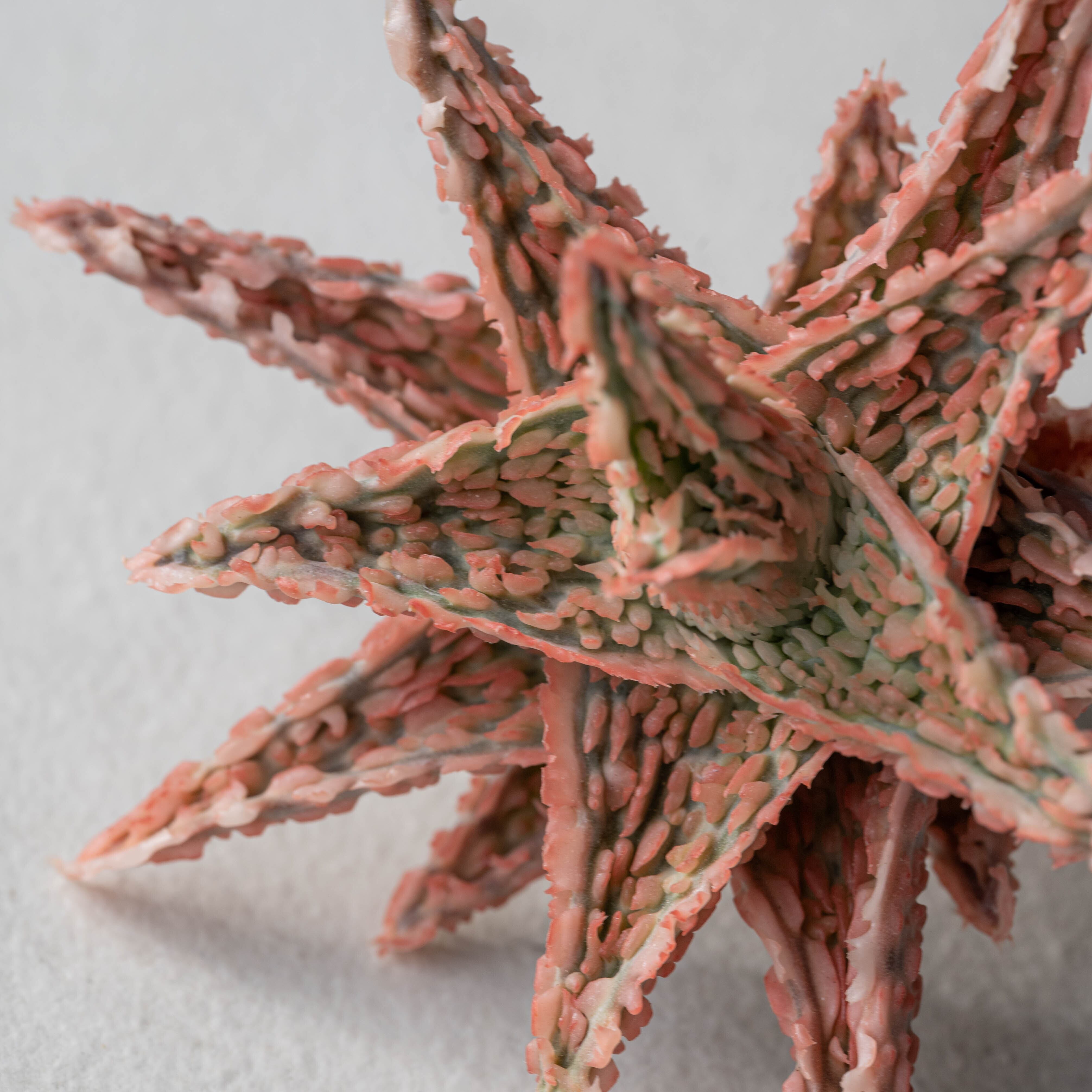 アロエ ハイブリッド -Aloe hybrid- No.14