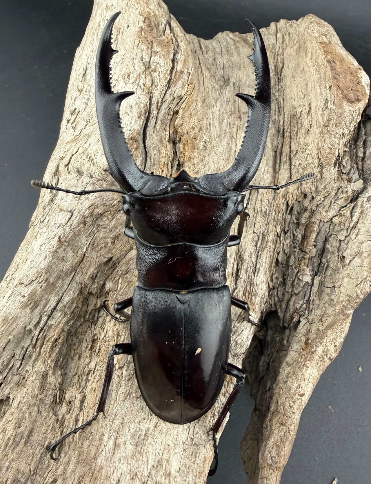 【WD】《マンディブラリスフタマタ 95mm ペア》