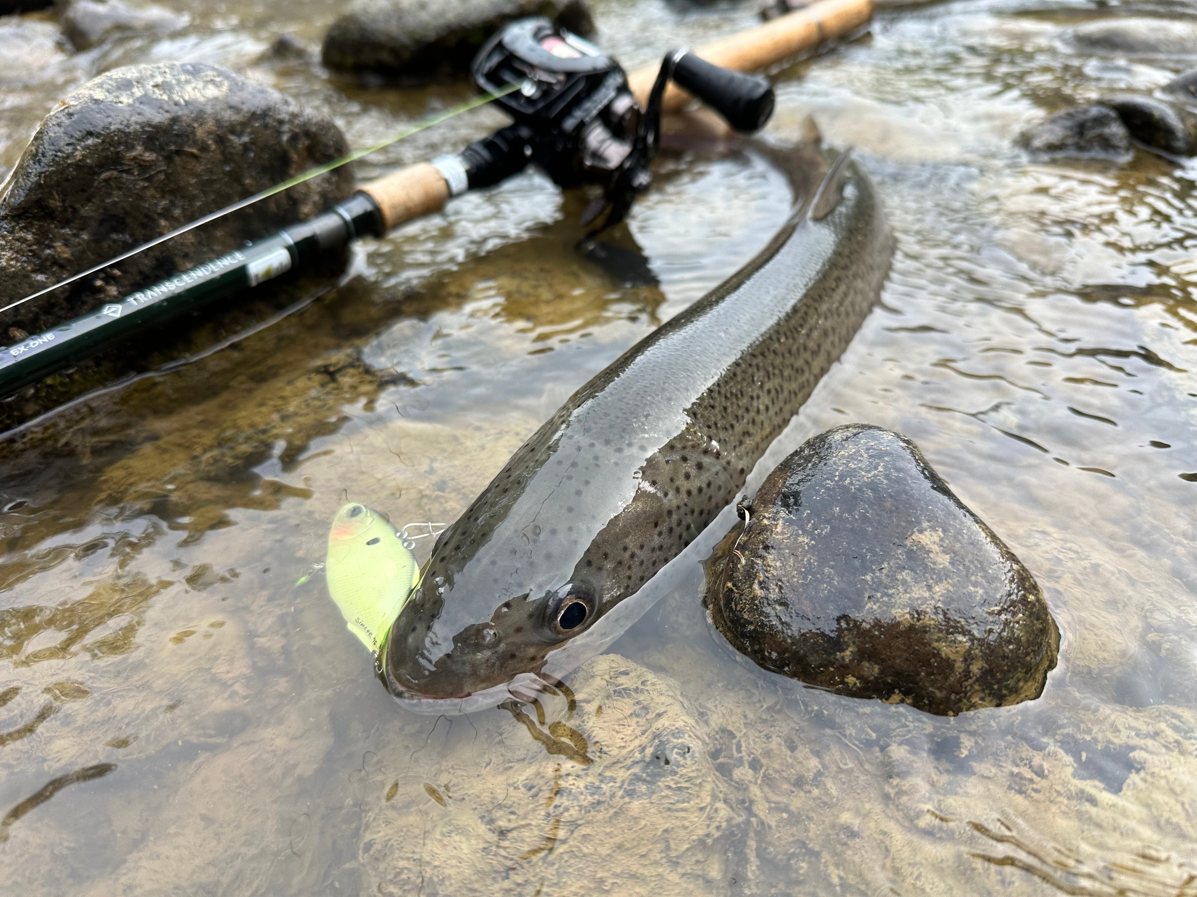 JUNCTION×TRANSCENDENCE ”LateBloomings Junction Ver.60＋