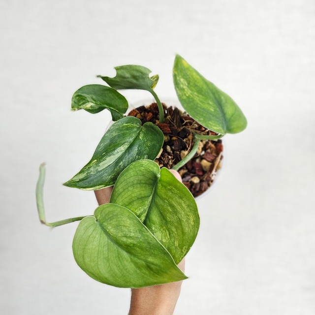 ⑦《スキンダプサス ジェイドサテン バリエガータ》Scindapsus Jade Satin Var. ／ 斑入り観葉植物 ／ ポットで発送