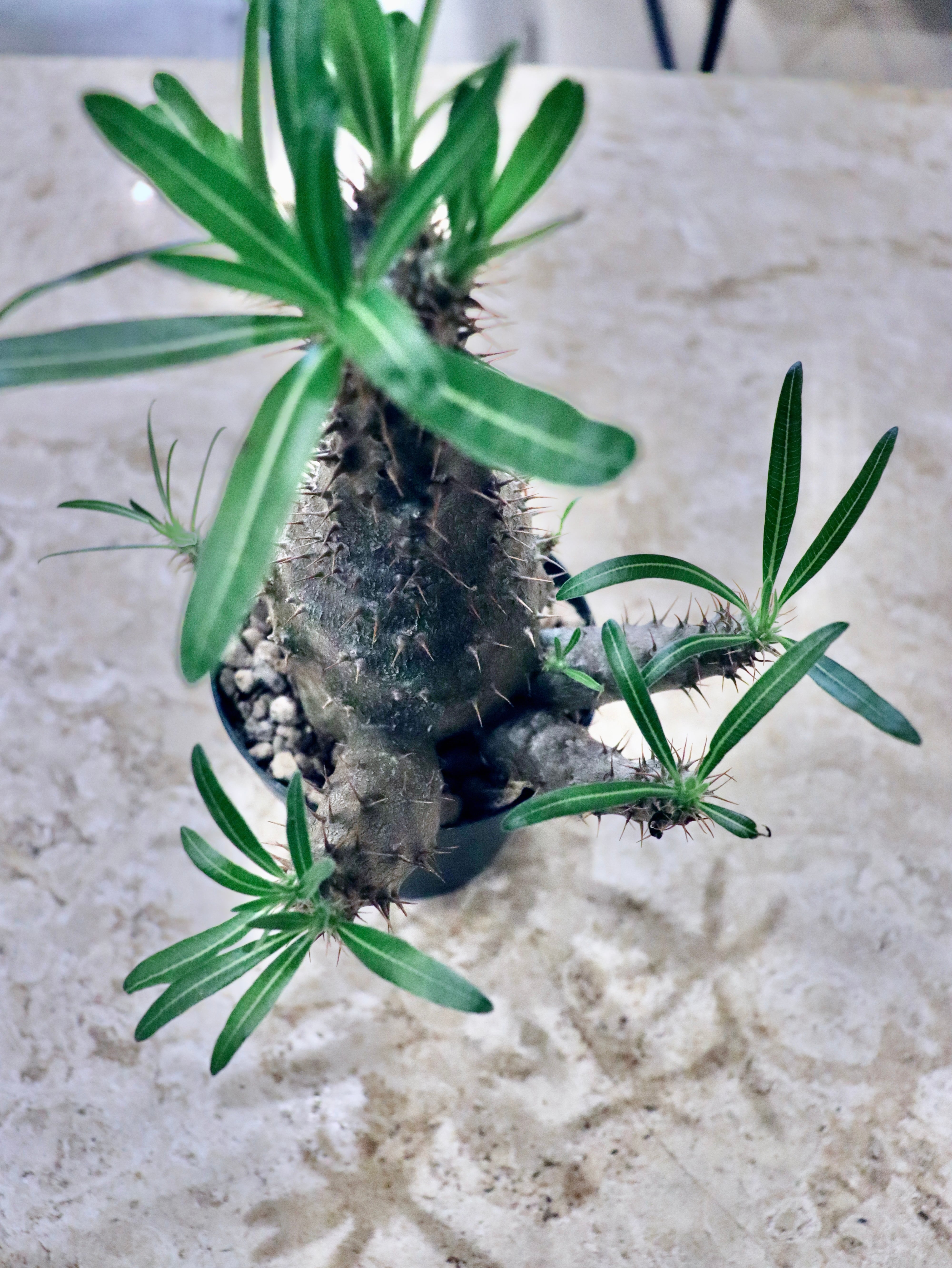 パキポディウムSP -①｜観葉植物 | GREENS FOR GOOD公式オンライン