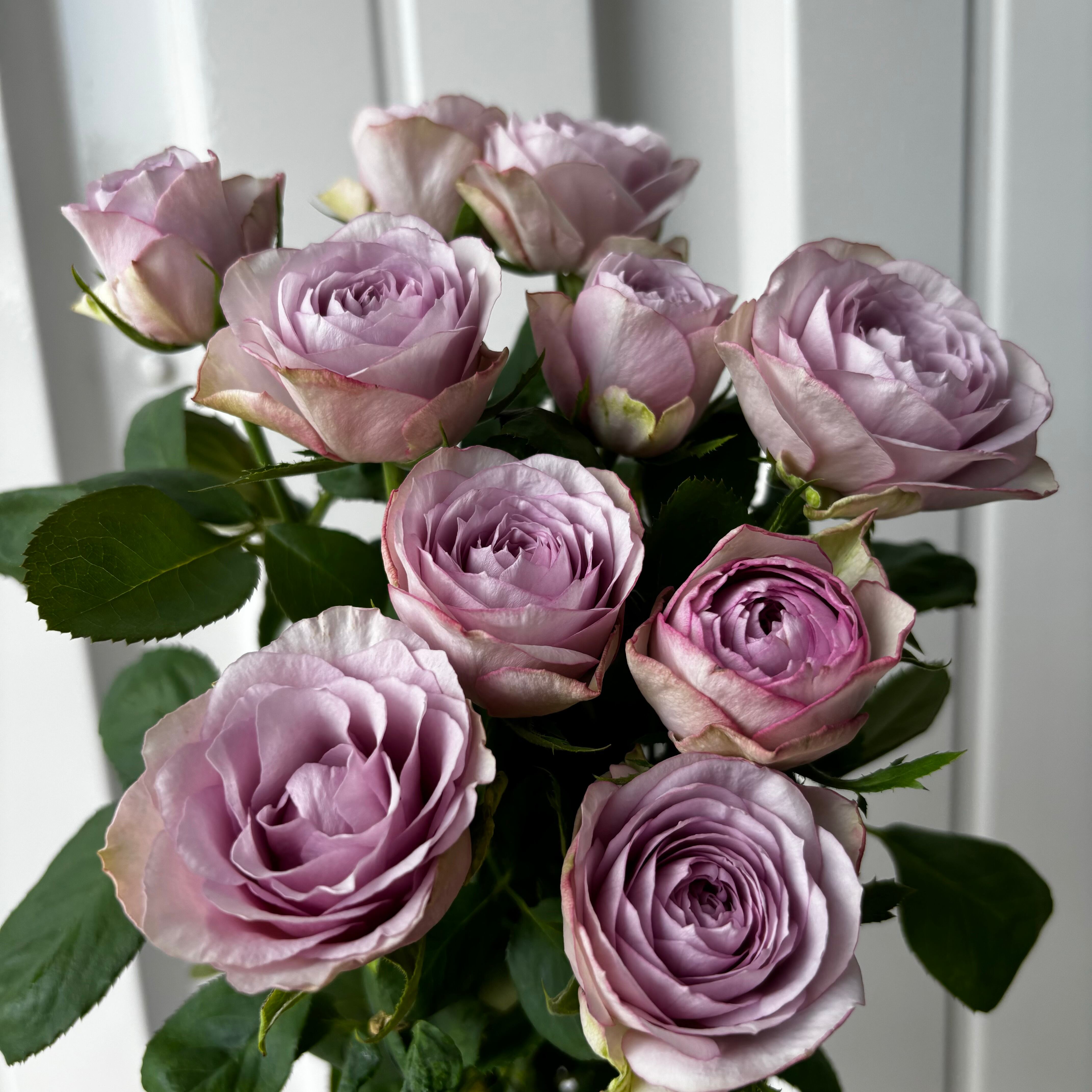 ウィンターフェア】 紫バラ ライラッククラシック 10本 | 新鮮お花問屋