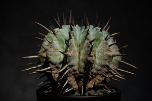 ユーフォルビア ホリダ マジョール