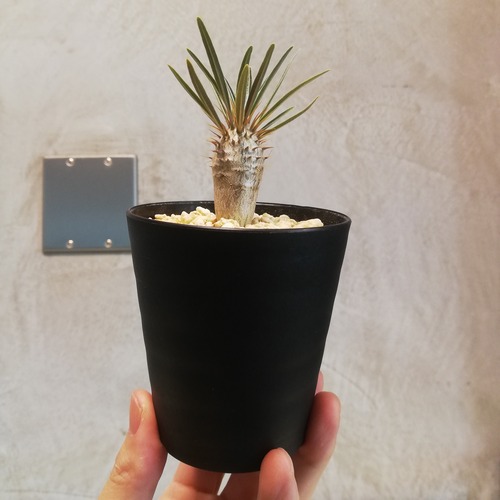 象牙宮 パキポディウム・グラキリス【実生株】鉢・鉢皿セット