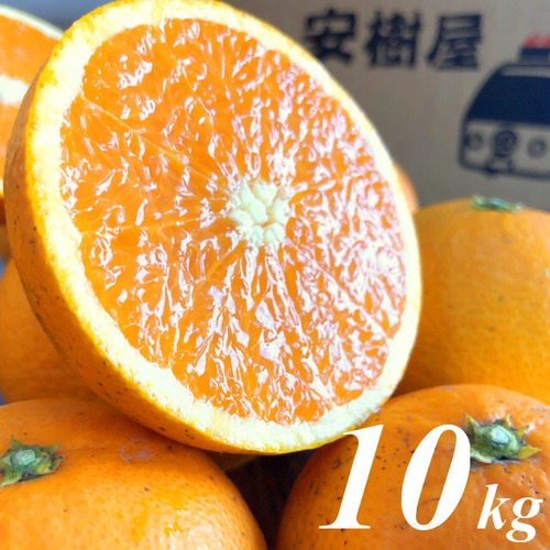 農家直送 清見タンゴール 10kg 【みかんの甘味、オレンジの香り。みかんとオレンジの良いとこどり。】愛媛県産