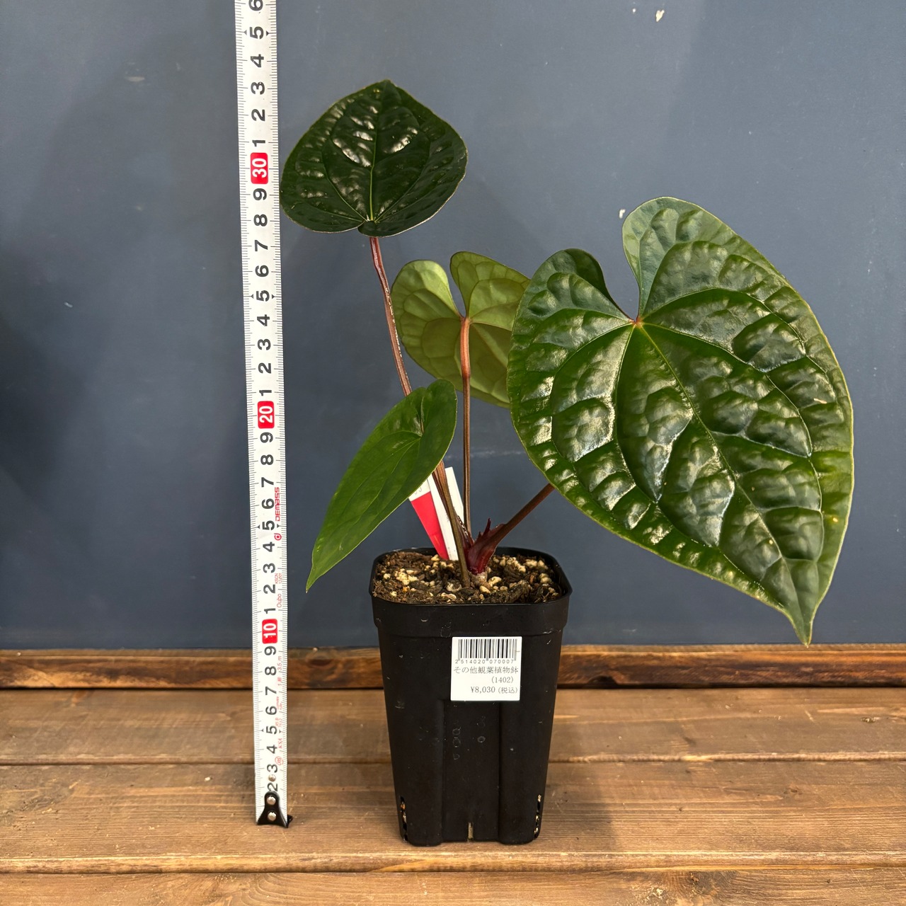 アンスリウム luxurians(red) × sp. aff. besseae【69】