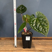 アンスリウム luxurians(red) × sp. aff. besseae【69】