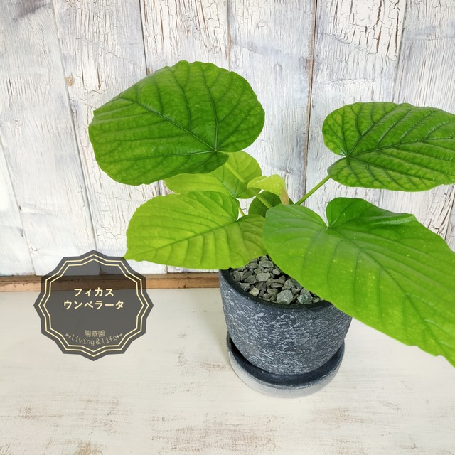 フィカス ウンベラータ 観葉植物 | 陽華園