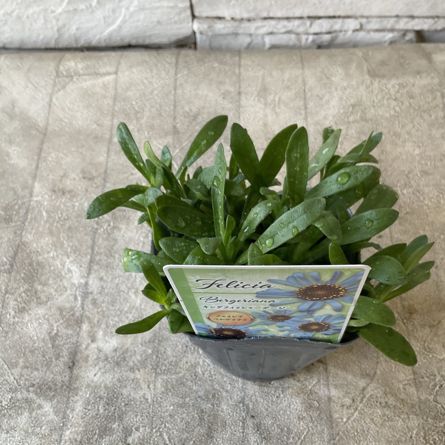 フェリシア キングフィッシャーデージー 3寸ポット | 橋本種苗園