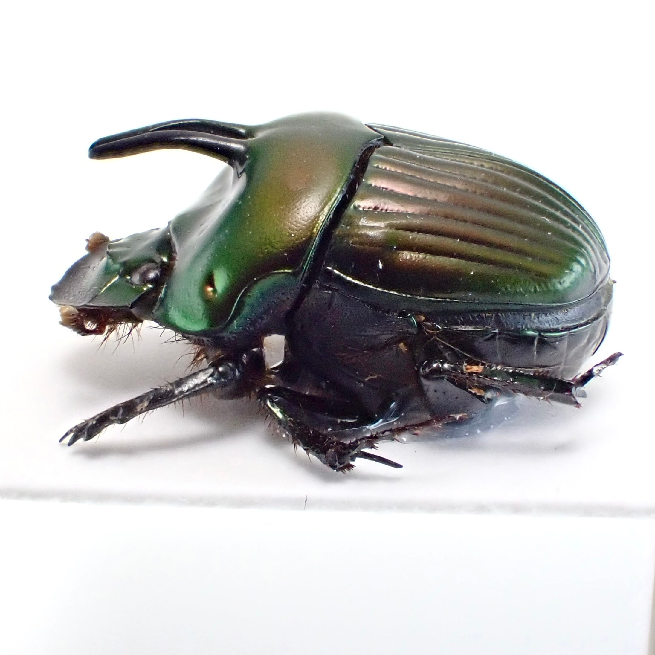 フランス領ギアナ産 Oxysternon spiniferum ♂ 12mm XL | 昆虫標本