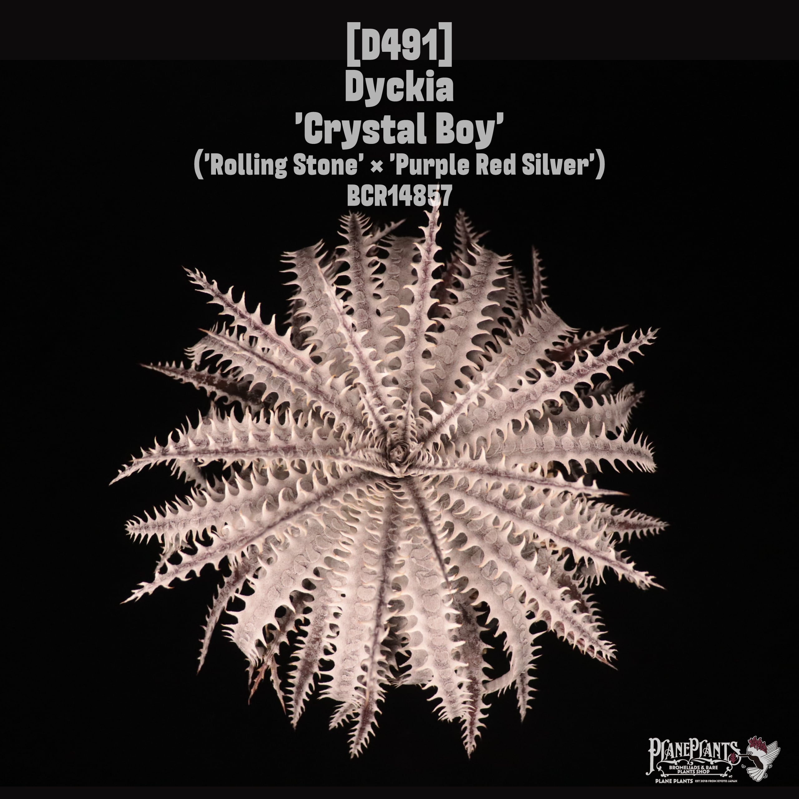 Dyckia 'Crystal Boy'〔ディッキア〕D491