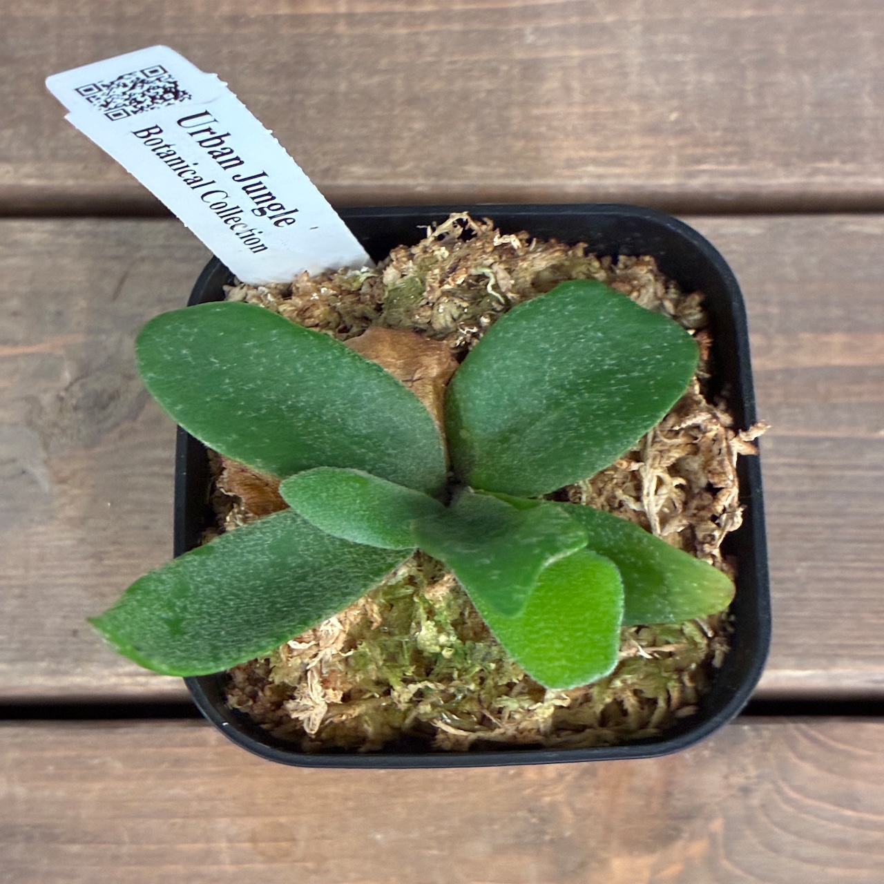 ビカクシダ P. willinckii cv. Little Lanna (TC)【970】【再撮影】