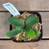 ビカクシダ P. willinckii cv. Little Lanna (TC)【970】【再撮影】