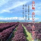 三年物梅ぼし　1k