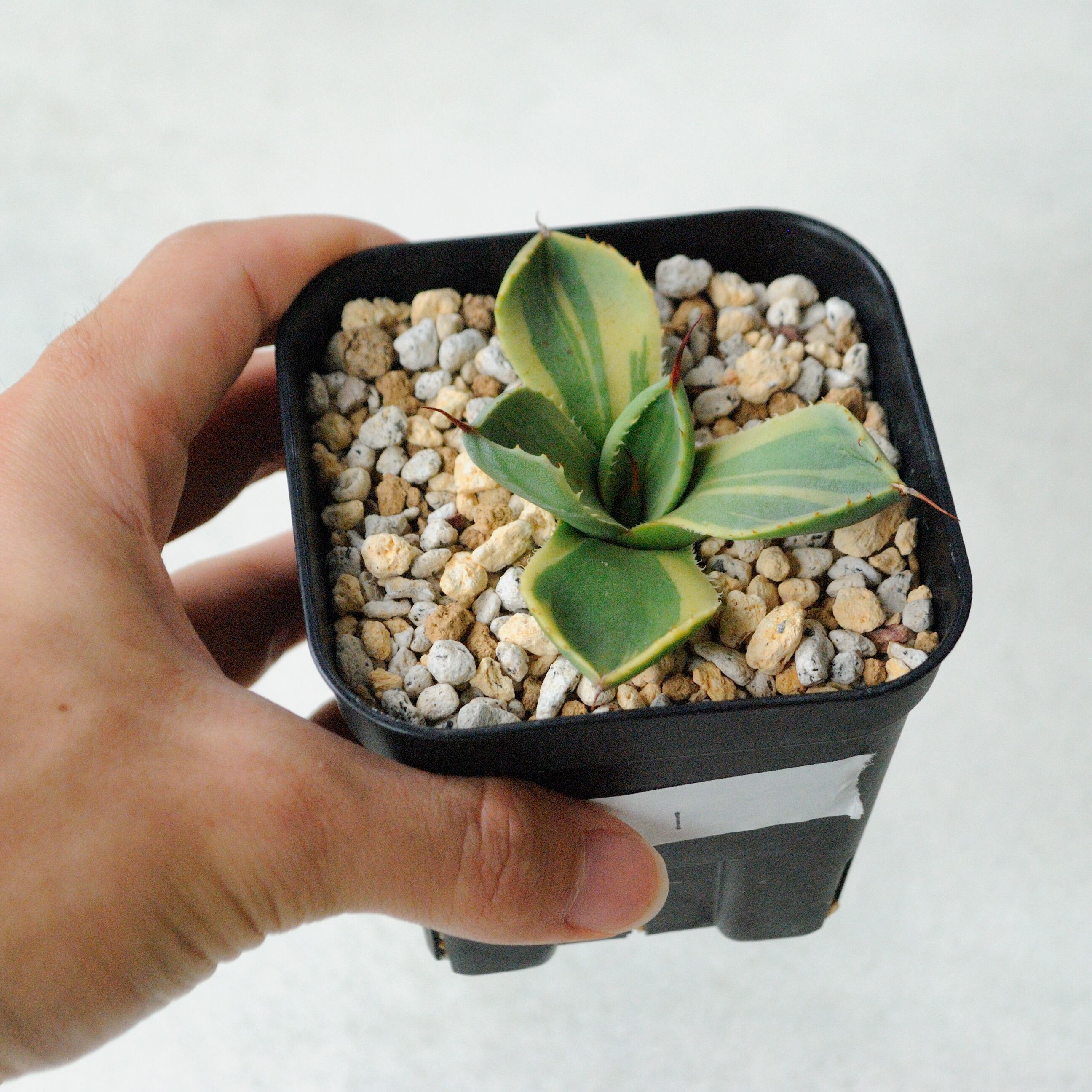 アガベ パリー トランカータ ライムストリーク No.1