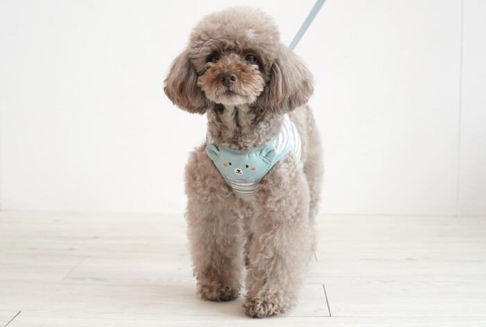 【SALE】 クマちゃんハーネス&リードセット 2color / 犬 犬用 ハーネス 小型犬 中型犬 ドッグウェア ペット用品 胴輪 犬用リュック