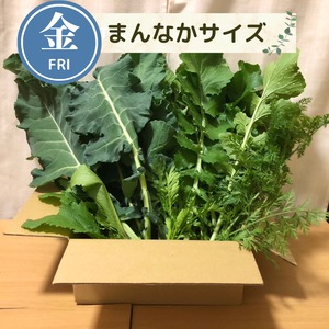 【11月6日（金）21時より受付開始】＜金曜日に収穫・発送＞【まんなかサイズ】季節のお野菜セット