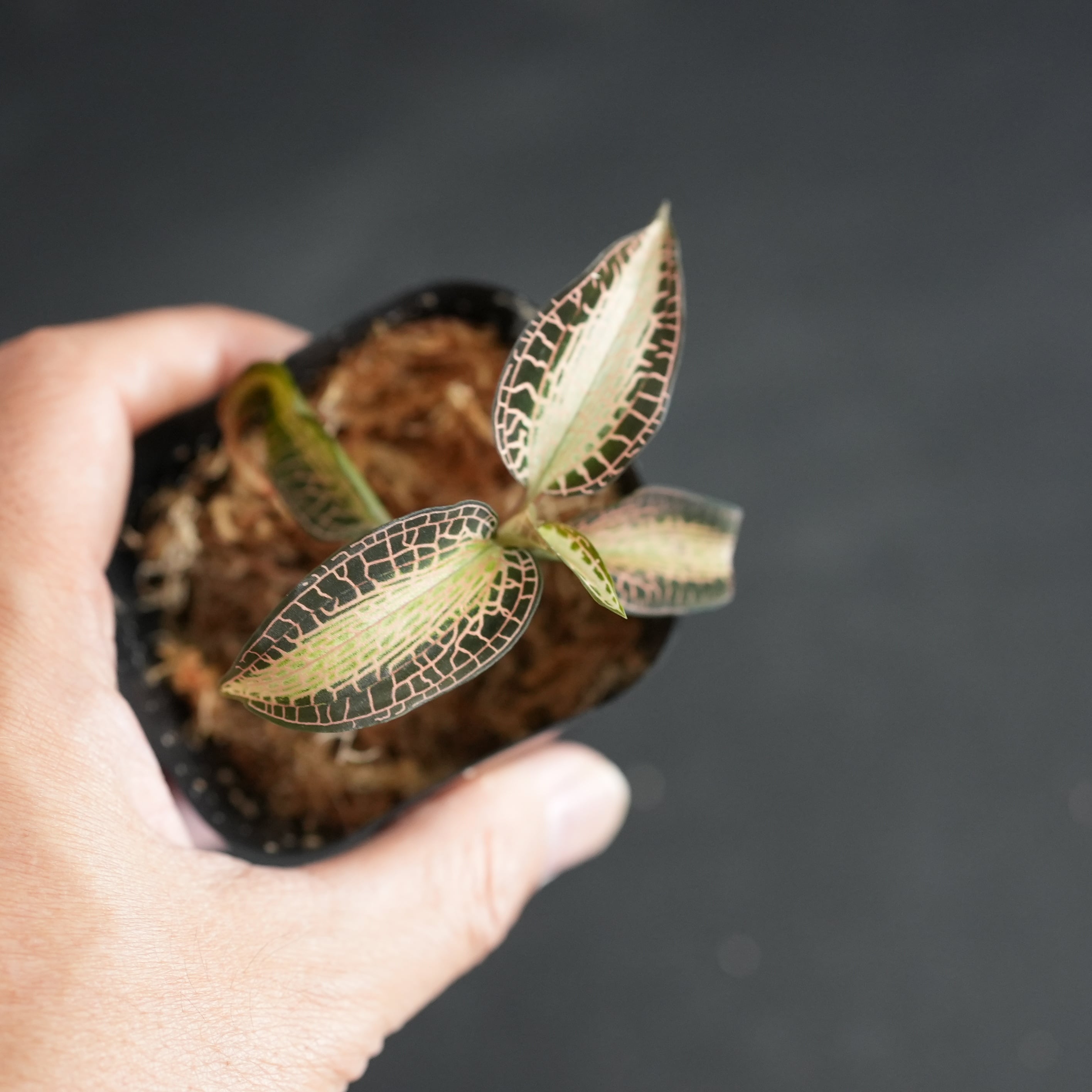◇現品◇Goodyera rostellata 'Pla Dang' Phattalung,Thailand